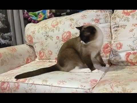 Hilarious! When Cats are Amused by Their Tails