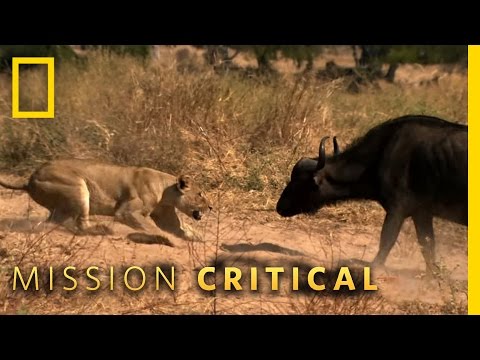 Animals of the Year - Top 3 Moments | Mission Critical
