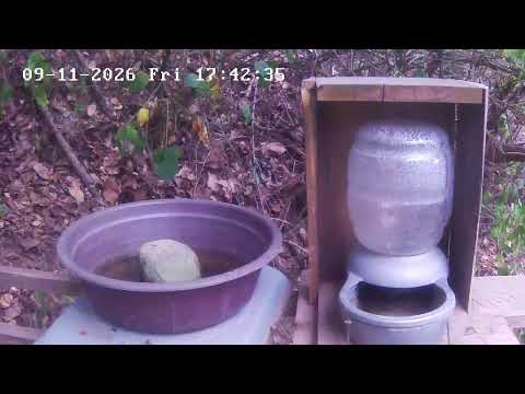 Live Webcam View - Bird water trough in Tecpán Guatemala, Chimaltenango
