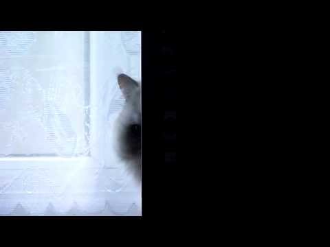 Cat horror