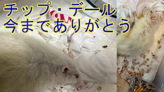チップ・デールが息を引き取りました