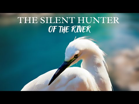 'Silent Hunter of the River' | Little Egret | 4K Film