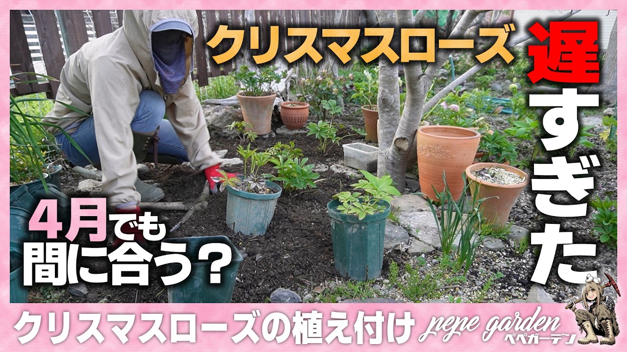 ​クリスマスローズの植え付け方法｜2月を逃した方必見！今すぐやるべき植え付けのポイントと土作りを徹底解説