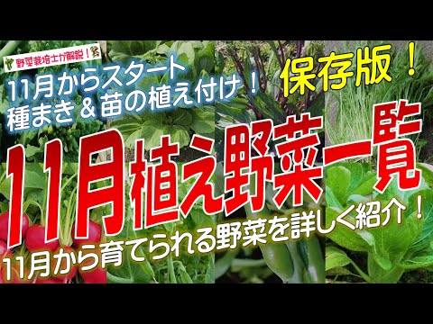  9月に植える野菜は何ですか？  庭園