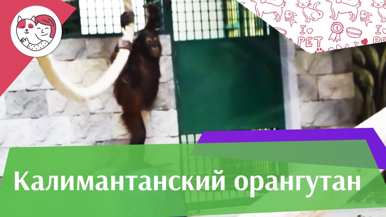 Калимантанский орангутан Поведение на ilikepet