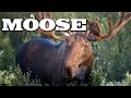 All About Moose for Kids: Animal Videos for Children - FreeSchool