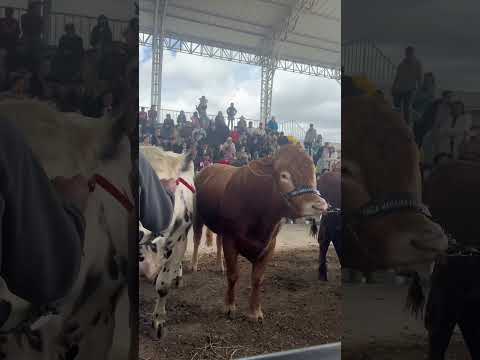 Exposición de toros en Carmen de Carupa.