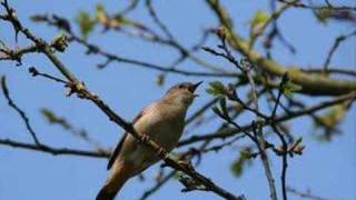 A la claire fontaine