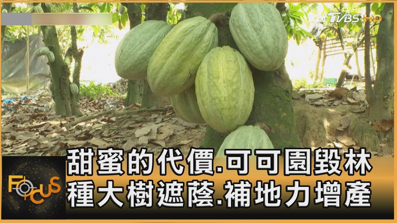 甜蜜的代價.可可園毀林 種大樹遮蔭.補地力增產