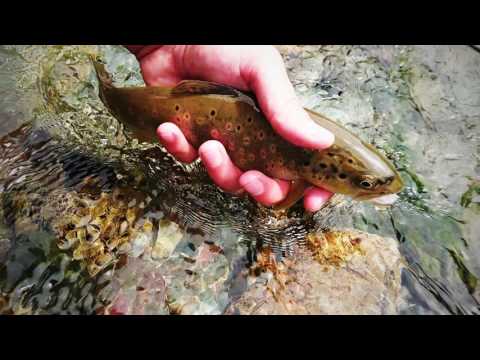 Fliegenfischen in der Gail (Osttirol) / Pesca a mosca nel Gail (Tirolo orientale)