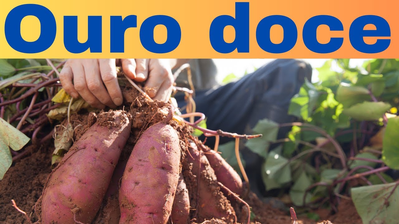 SWEET POTATO PROFIT: is it worth it?