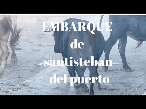 EMBARQUE de TOROS VICTORINOS santisteban del puerto