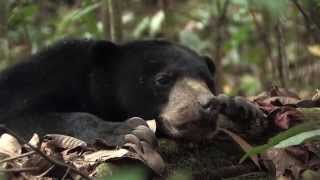 Download lagu BERUANG MADU (12 mn) mp3 Download lagu BERUANG MADU (12 mn) mp3