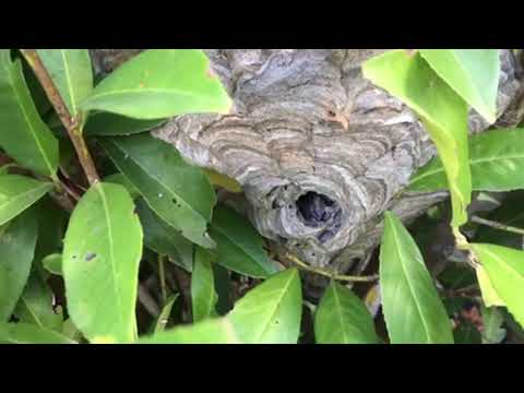 Hidden Bald-Faced Hornets Nest Scares Homeowner in Eatontown, NJ