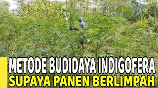 Download lagu Metode Budidaya Indigofera Supaya Panen Berlimpah mp3 Download lagu Metode Budidaya Indigofera Supaya Panen Berlimpah mp3