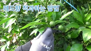 레드향 적과하는 방법
