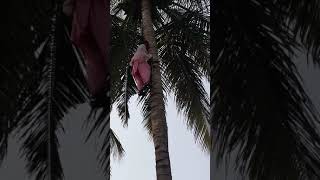 preview picture of video 'Coconut Tree Climbing. Trained Ladies'