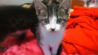 Egyptian Mau Cats Videos