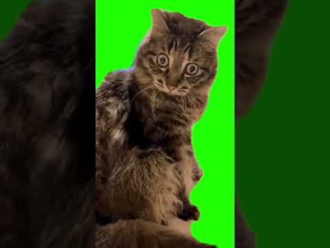 Cat stare green screen template