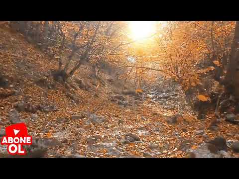 Müzik