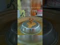 Lord Ganesha Abhishekam At Home Saikrishnavenkat4809 Ganesh Mantra
