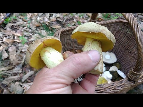 Prosti vrganj, žutonogi, ipak je vrganj! 7 Maj 2025te!