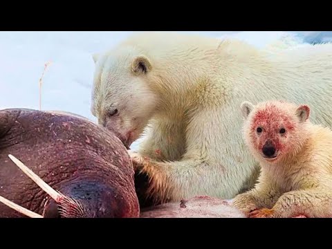 Eisbärenjunge aufzuziehen, um 1500 kg schwere Walrosse zu besiegen  l Fakten über Tiere