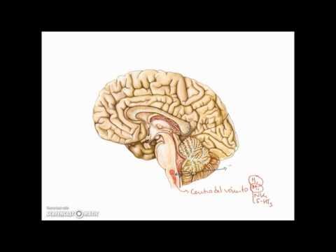 Tratamiento farmacológico del vómito