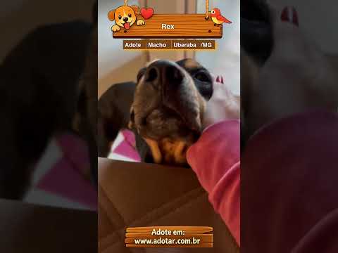 Vídeo de Rex