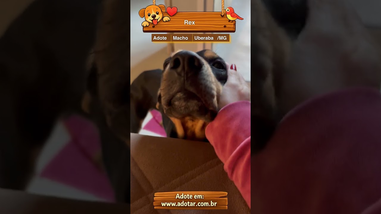 Cachorro raça SRD-ViraLata idade 2 anos nome Rex