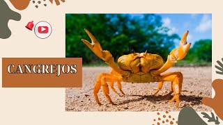 Cangrejos: Maestros de la Pinza #cangrejos #cangrejo #crabs