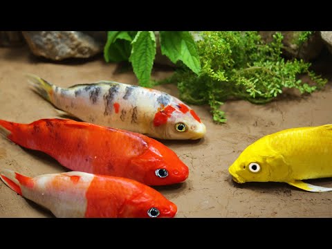 Experiment Colorful Koi fish | Koi Fish Go For Food Stop Motion Cooking ASMR | Primitive cooking