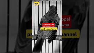 Download lagu trucukan gacor ropel panjang isian cucak rawa #trucukangacor #shorts #shortsvideo #shortsfeed mp3