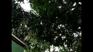 Lô Borges - Sempre Viva