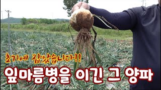 올해 양파 잎마름병 피해 심각하다!! 무안은 70~80%가 피해로 심각! …