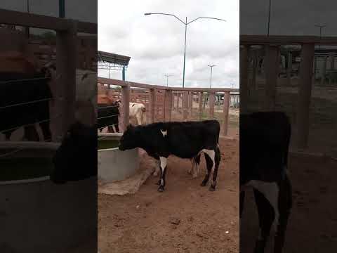 Feira de animais em Quixabeira Ba