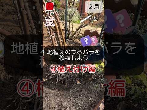 バラの茂みと一緒に何を植えるべきか、そしてバラの下に決して置いてはいけない植物はどれですか？  庭園