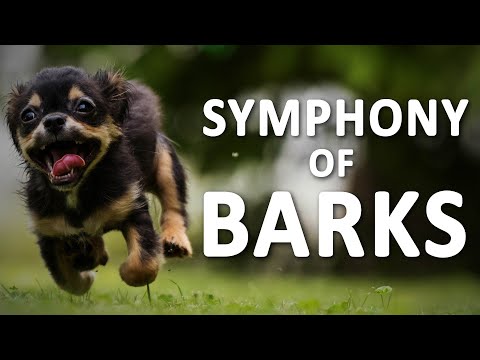 Small and Large Dogs Barking Sounds | One Hour