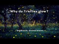 Why do fireflies glow?