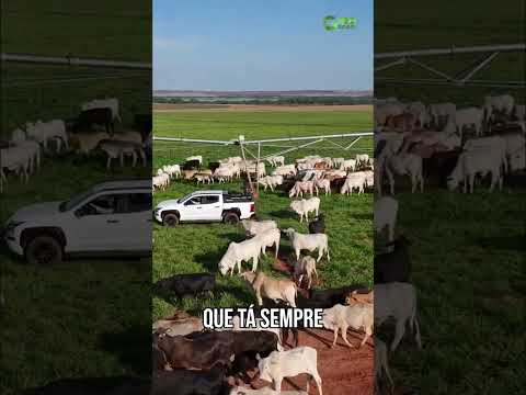 A Fazenda Santa Ofélia em Selvíria Mato Grosso do Sul é um exemplo de sucessão familiar bem sucedida