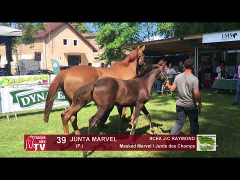 Sprinter Sacré Show 2018 : Lot 39 - JUNTA MARVEL