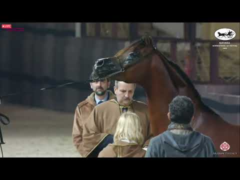 N 426 AJMAL THO AL JANAH Katara Int Arabian Horse Festival 2022 Garanhões 4 6 anos Classe 1