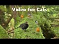 Videos For Cats To Watch Birds Being Awesome Watch At Home With Your Cat On TV Catflix