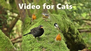 Download lagu Videos for Cats to Watch : Birds Being Awesome - Watch at Home with Your Cat on TV : Catflix mp3