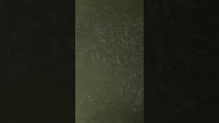 Hard Head Hatching Port Lavaca