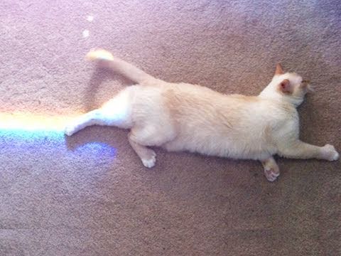 REAL NYAN CAT ... and more! IMG #38