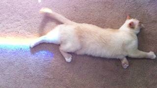 REAL NYAN CAT ... and more! IMG #38