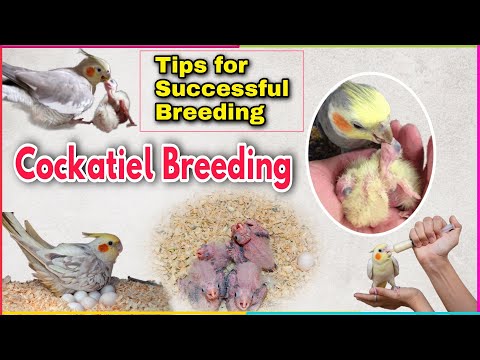 How to breed cockatiel | Cockatiel breeding tips | Guide for cockatiel breeding
