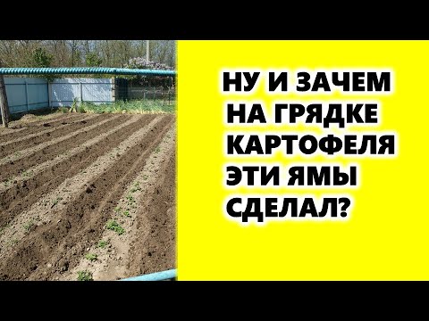 , title : 'Ну и зачем эти ямы на грядке картофеля сделал?'