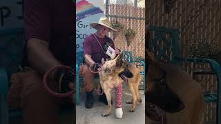 Video preview image #1 German Shepherd Dog Puppy For Sale in Pasadena, CA, USA